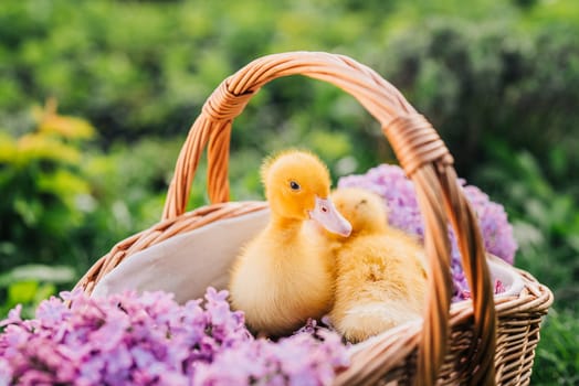Cute little yellow ducklings sitting in wicker basket with lilac flowers bouquet. Springtime, home poultry farm. Baby ducks. High quality