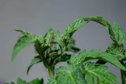 A lush tomato plant with bright green leaves and small buds.