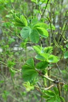Young rosehip leaves in an early spring