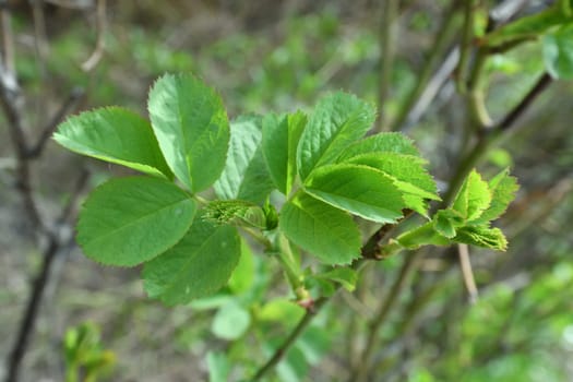 Young rosehip leaves in an early spring