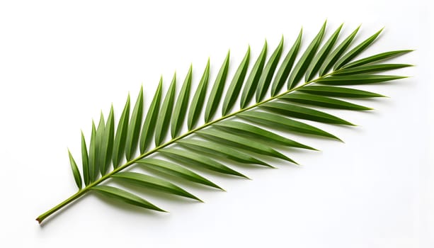 This high-quality image showcases a vibrant green leaf in extreme detail against a clean white background, creating a striking contrast. The leafs intricate veins and textures are beautifully highlighted, inviting viewers to appreciate the beauty of nature up close.