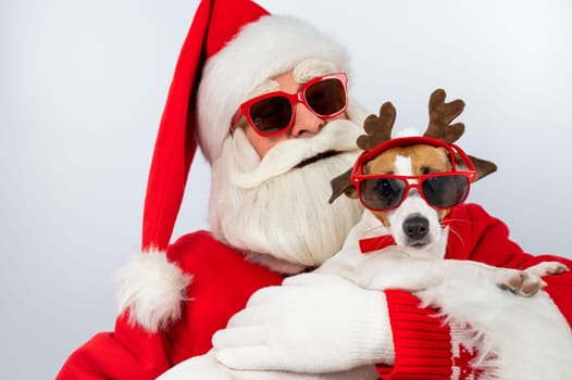 Portrait of santa claus in sunglasses and dog jack russell terrier in rudolf reindeer ears on a white background