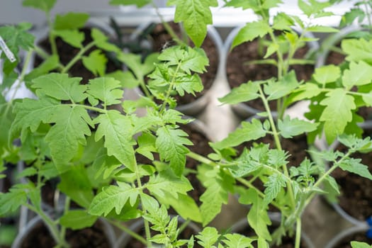 Growth of tomato seedlings in plastic glasses on a windowsill. Witness the emergence of delicate green leaves as the plants thrive indoors during spring