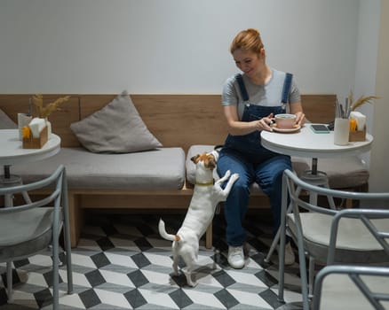 Jack Russell Terrier begging at the owner's dog friendly cafe