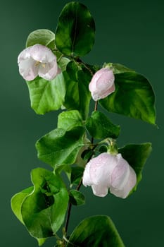 Beautiful white Quince tree flower blossom on a green background. Flower head close-up.