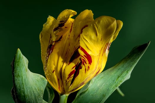Beautiful yellow Tulip La Courtine Parrot flower on a green background. Flower head close-up.