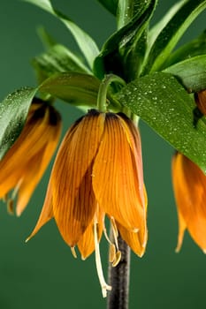 Beautiful Crown imperial flower blossom on a green background. Flower head close-up.
