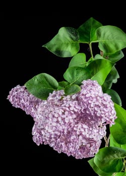 Beautiful blooming Pink flowers of Syringa vulgaris (Common lilac) isolated on a black background. Flower head close-up.