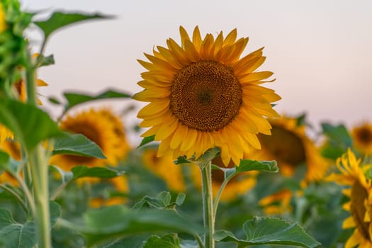 Field sunflowers in the warm light of the setting sun. Summer time. Concept agriculture oil production growing