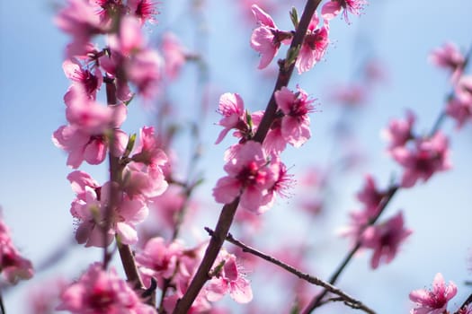 tree with pink peach flowers is in full bloom. The flowers are large and bright, and they are scattered throughout the tree. The tree is surrounded by a clear blue sky