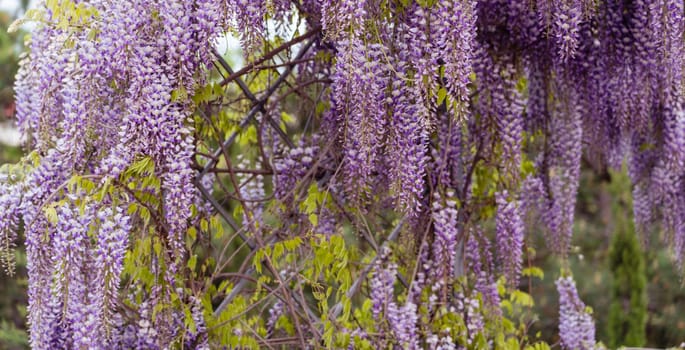 Blooming Wisteria Sinensis with classic purple flowers in full bloom in drooping racemes against the sky. Garden with wisteria in spring