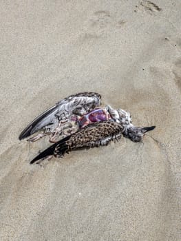 Dead body of a seabird lying on a beach.
