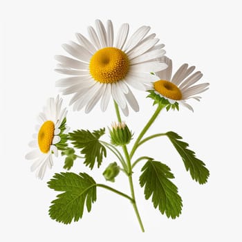 Chamomile officinalis flower isolate on white background. Generative AI,