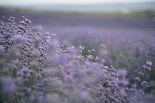 Blooming lavender field. Beautiful purple flowers. Regional organic cultivation