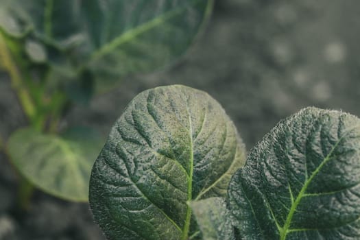 Beautiful view of leaves of young juicy and green tops of potatoes, top side view close-up with depth of field.