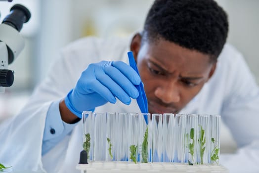 Science, cannabis and black man with test tube in lab for medical experiment, innovation or development. Scientist, investigation and sample with analysis for healthcare, knowledge and benefits.