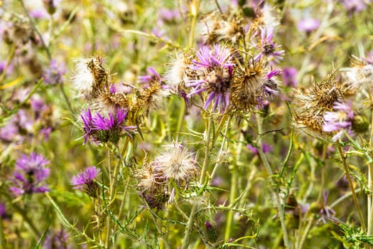 Galactites tomentosa thickets of thorns and flowers