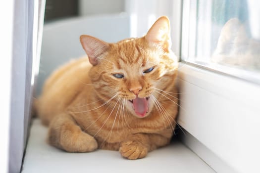 A small to mediumsized Felidae, the orange cat with fawn fur is laying on a window sill, gazing out the window with its whiskers twitching in comfort