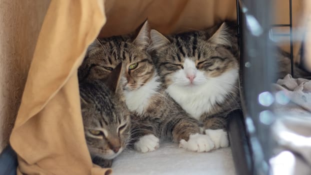 Three Felidae, small to mediumsized cats with whiskers and fur, are sitting in a cage, staring at the camera. One is a domestic shorthaired cat. The cage has a door and is placed next to a tree