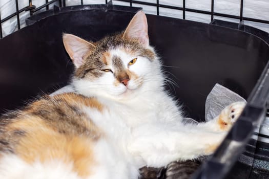 A domestic shorthaired cat with calico fur and yellow eyes is resting inside a black cage. Its whiskers and snout are visible, showcasing its Carnivore nature as a member of the Felidae family