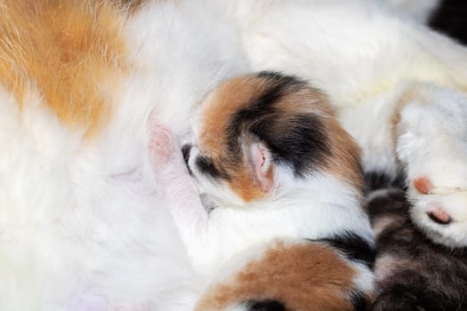 A small calico Felidae kitten with whiskers is nursing from its mothers breast while her tail sways. The closeup shot captures the fawn fur, tiny snout, and fluffy foam around her mouth