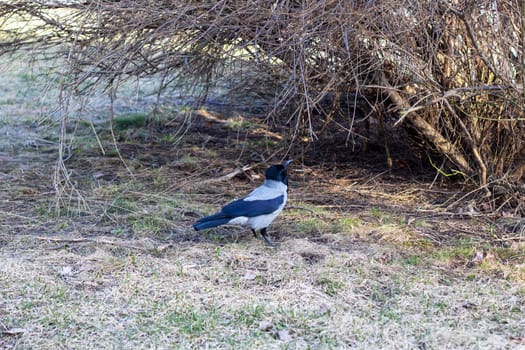 A seabird with a black and white plumage is perched on a twig surrounded by lush green grass and towering trees in a natural landscape