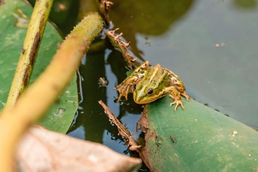 A frog is sitting on a leaf in a pond. The pond is green and the frog is green and brown
