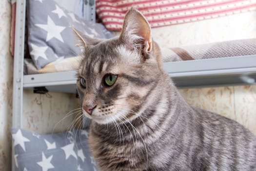 Felidae Cat with whiskers sitting on shelf close up