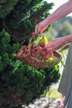 Freshly picked various edible porcini mushrooms and boletus in a wicker basket in the hands of a woman among the grass in nature, female hands put collected mushrooms in a basket, High quality photo