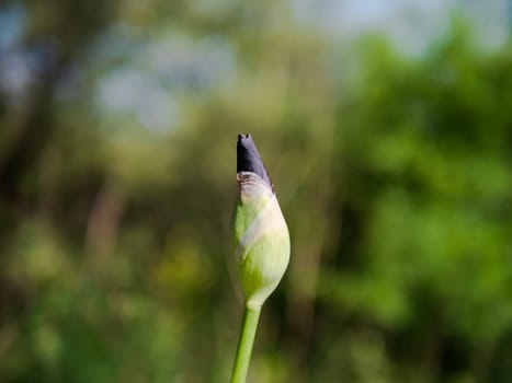 closed bud of a blue iris flower