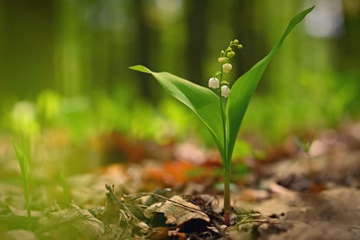 Spring green background with nature in the forest. Beautiful small white plant - flower - Lily of the valley. (Convallaria majalis)