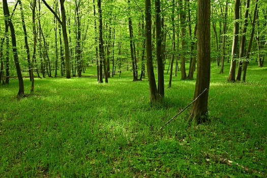 Beautiful green forest with trees in the background. Concept for nature and environment. Spring in the forest landscape.