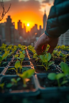 Close-up of hands planting young green seedlings in urban garden beds with a cityscape sunrise in the background