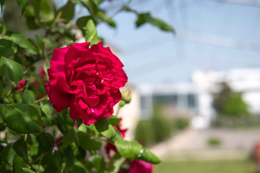 A close up of a pink rose with vibrant green leaves in the background