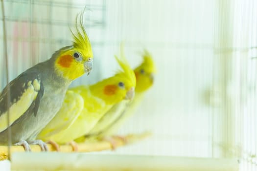 Group of parrot corrals sit and swing in a cage