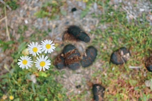 Horse dung or manure. Heap Of Horse In The Flowers Of Clover.