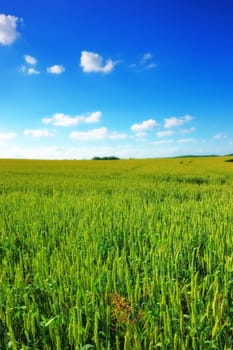 Green grass, field and blue sky with clouds in meadow for agriculture in countryside for environment growth. Cloudscape, horizon and beautiful in springtime in Texas with view for season with eco.