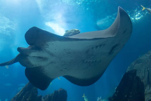 A stingray is swimming in a tank with other fish. The tank is blue and has rocks in it