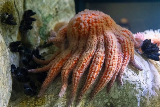 A large, orange sunflower sea star with many tentacles is laying on a rock. The octopus is surrounded by many small sea creatures, including a few starfish