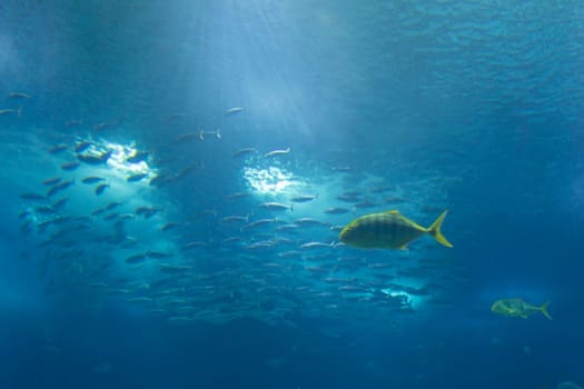 A school of fish swims in a large aquarium. The fish are mostly yellow and orange, with some blue and white