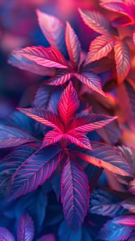 A close up of a colorful plant with leaves and flowers