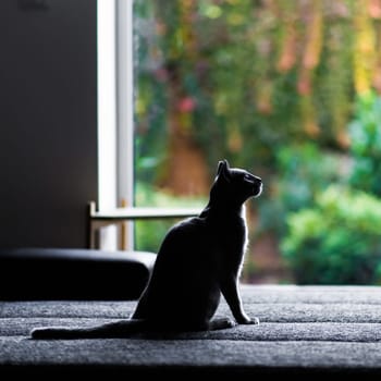 Young cat sitting on big bed in room, silhouette photo. Garden view