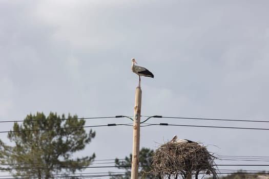 A storks - bird is perched on a pole next to a nest - telephoto