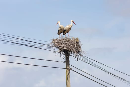 Two storks in the nest - birds are perched on a nest on a power pole - telephoto
