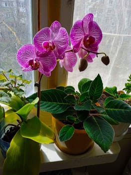 Orchid is a decorative flower grown at home.