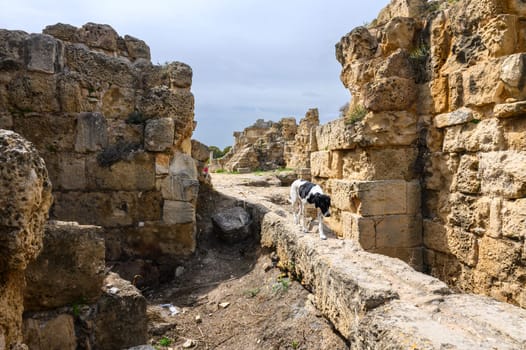 Salamis, Cyprus - April 16, 2024 - Ancient Greek ruins and columns in Salamis, Cyprus 17