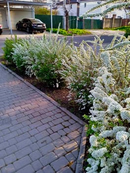 Along the street you can see cars, and bushes of deciduous shrubs "Spiraea nipponica" are planted.