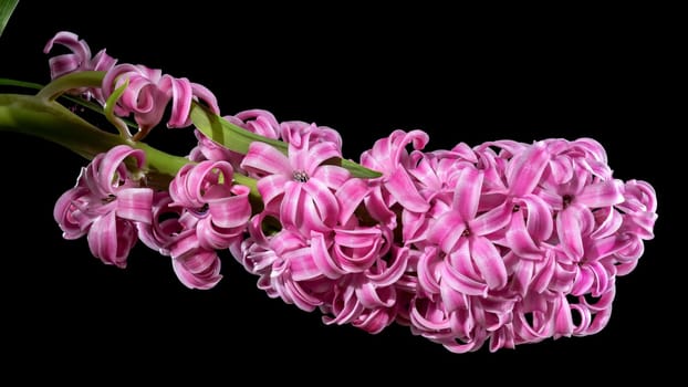 Beautiful blooming pink Hyacinth flower on a black background. Flower head close-up.
