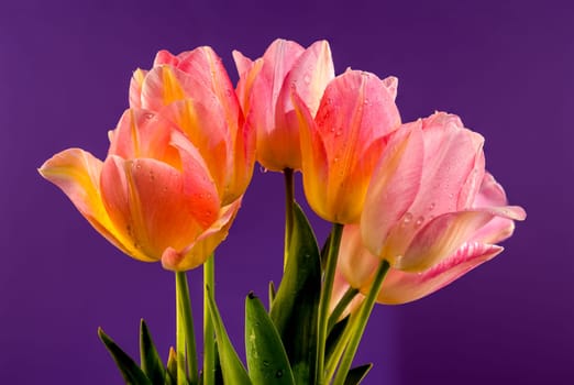 Beautiful blooming pink tulips flowers on a purple background. Flower head close-up.