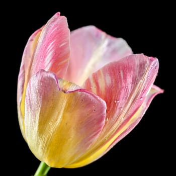Beautiful blooming pink tulip flower isolated on a black background. Flower head close-up.